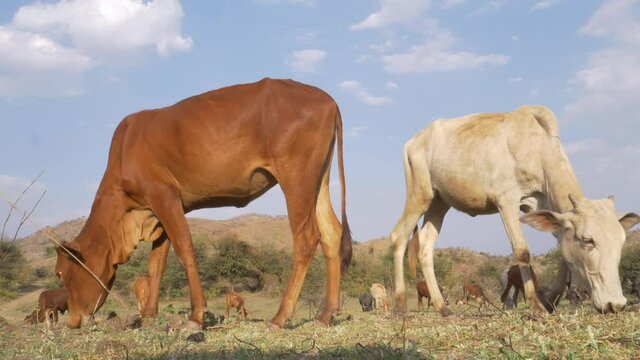 Group of cow cattle grazing fresh grass on mountain in india