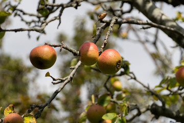 apples on tree