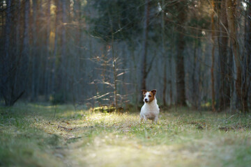 dog in the forest. Jack Russell Terrier run, jump . Pet walk on nature