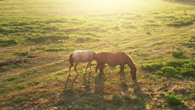 Aerial all-round view of horses graze on a green meadow at sunset