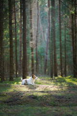 dog in the forest. Jack Russell Terrier run, jump . Pet walk on nature