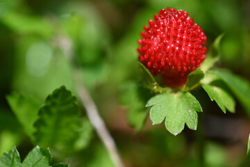 Indian strawberry has a red fruit and green leaves in contrasting color.