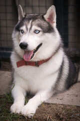 portrait of Siberian Husky breed dog in farm