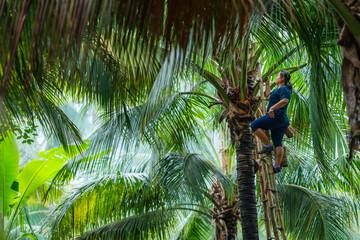 farmer in coconut tree farm harvesting fresh coconut palm juice