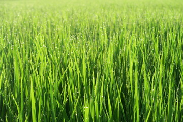 Rice plants with morning lights in Kasukabe, Saitama, Japan. August 3, 2021.