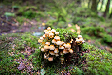 mushrooms in the forest