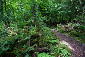 a refreshing spring forest with a path