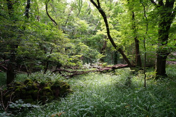 Obraz premium a flourishing forest in summer