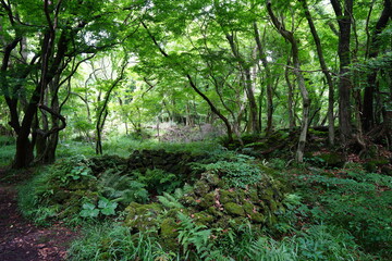 a flourishing forest in summer