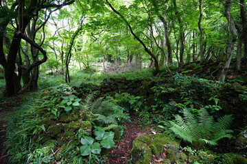 a flourishing forest in summer