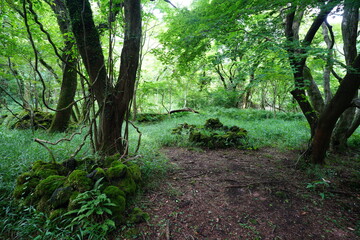 a flourishing forest in summer