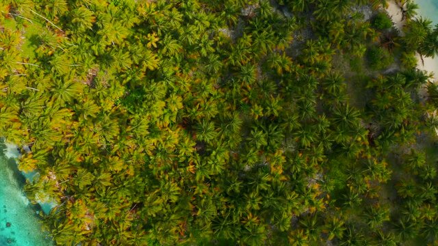 Top View Of Lush Green Palm Trees On Sandy Beach Along The Caribbean Coast. San Blas Islands (Guna Yala) In Panama, Central America. aerial drone