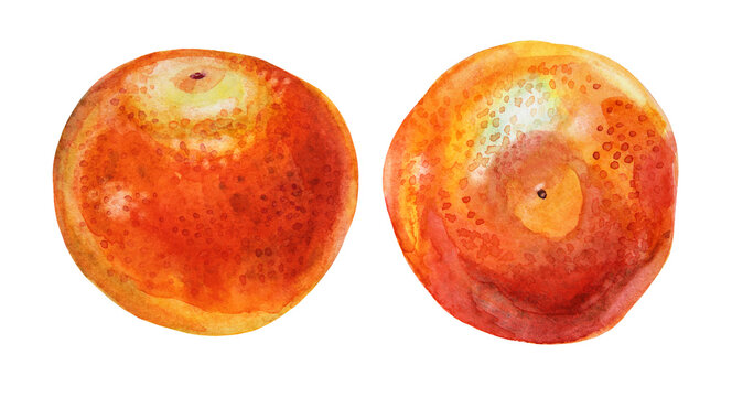 Set watercolor citrus fruit orange tangerine isolated on white background. Hand-drawn food for winter or summer, christmas object for menu, sticker, wrapping, card, wallpaper, sketchbook