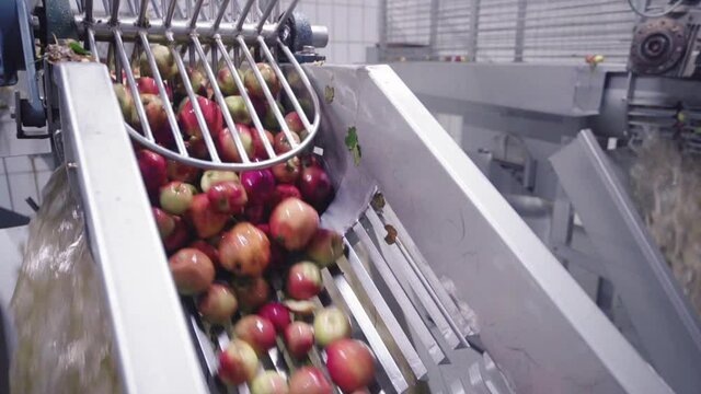 fresh harvested apples are getting cleaned in a water tank in an industrial juice squeezer