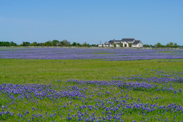 Large house in countryside near Brenham, TX during spring season with Bluebonnet wildflowers