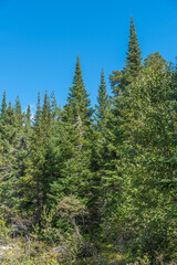 Fototapeta premium Ontario Forest