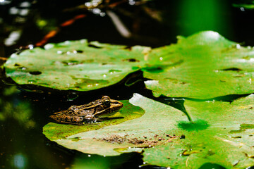 연못 위에 앉아서 쉬고 있는 개구리
