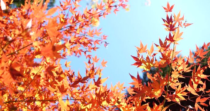 Video of red autumn leaves turning in low angle.