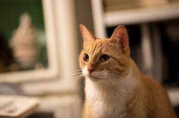 Gatito anaranjado posando mirando  bigotes close up ojos verdes mirada curiosa casa adopci&oacute;n