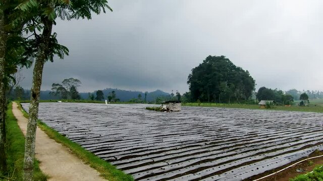 Cultivated field of fresh planted potatoes on plantation on Java, Indonesia