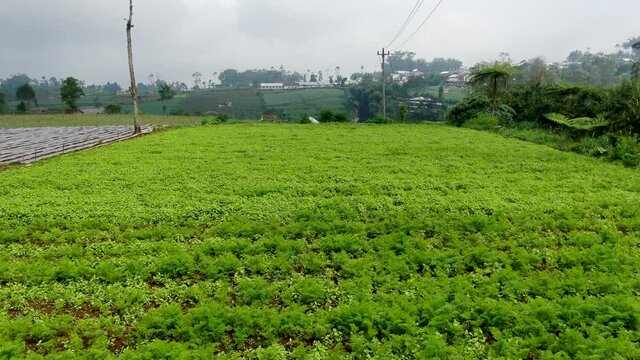 Aerial rural landscape of potato plantation in village on Java island, Indonesia