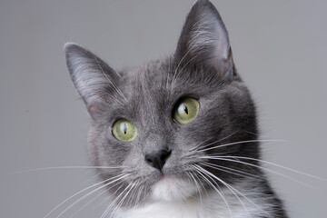 Obraz premium Gatita gris posando foto en estudio fondo blanco interesada mirando bigotes close up ojos verdes mirada 