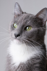 Obraz premium Gatita gris posando foto en estudio fondo blanco interesada mirando bigotes close up ojos verdes mirada 