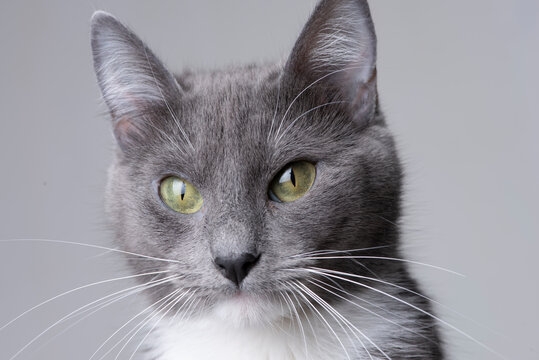 Gatita gris posando foto en estudio fondo blanco interesada mirando bigotes close up ojos verdes mirada 