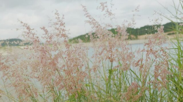 Slow motion 4K of beautiful lake and mountains with foreground of pink grass flowers moving in the wind shows relaxing scenery for vacation and holiday with natural outdoor environment in summer.