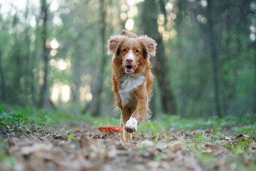 The dog is running. active Nova Scotia Duck Tolling Retriever in motion. sunset