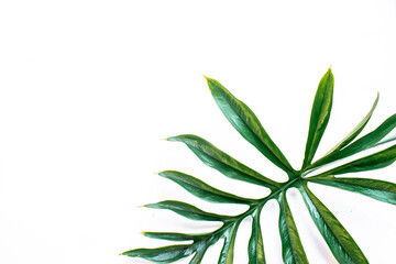 Tropical green leaf on a white background.Exotic nature styled photo, jungle composition. Green palm and aralia leaves isolated on white table background. Tropical summer holiday.