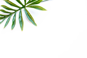 Tropical green leaf on a white background.Exotic nature styled photo, jungle composition. Green palm and aralia leaves isolated on white table background. Tropical summer holiday.