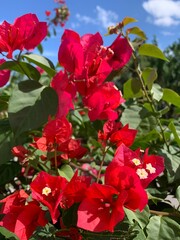 flores de bugambilia