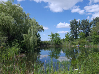 Fototapeta na wymiar willow tree and bullrushes surrounding a placid pond reflecting the sky