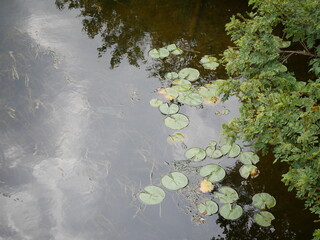 Water Lily Pads