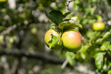 apple on tree