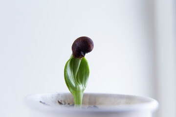 Baobab sapling on white background.
