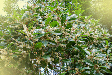 white wild flowers and fair lights