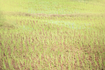 rice seedlings for planting in the fields.