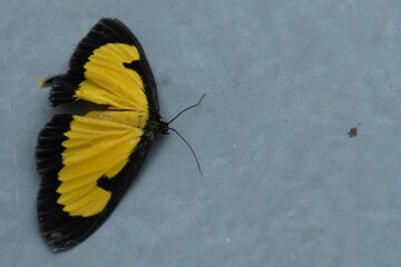 Fototapeta na wymiar saffron playboy moth