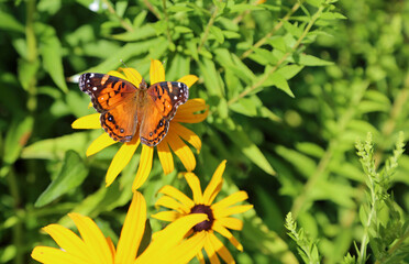 American lady butterfly