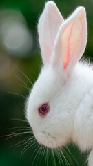 White rabbit with red eyes 