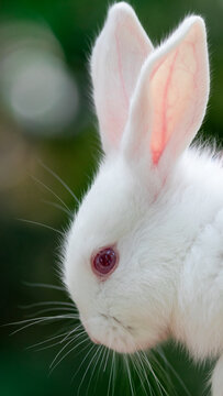 White rabbit with red eyes 
