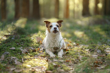 Naklejka na ściany i meble dog in the forest. Jack Russell Terrier walks on nature