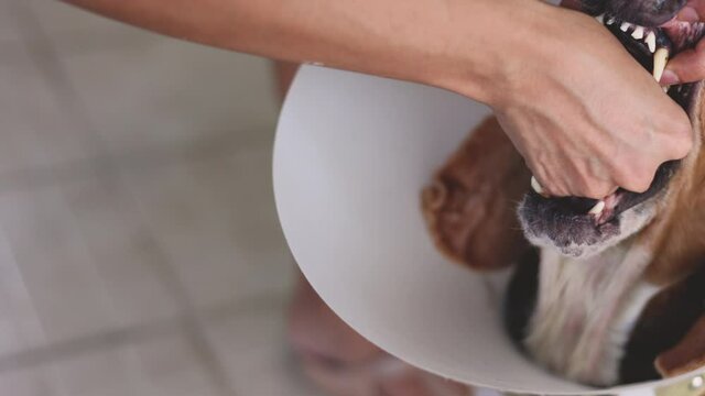 Close up 4K of medicine feeding old beagle dog with protective plastic collar by opening mouth and put hand in deep throat for swallow pills which is taking pet at home for recover from illness.
