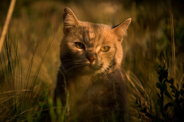 cat on the grass