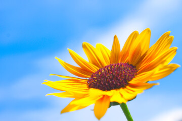 夏空ひまわり畑