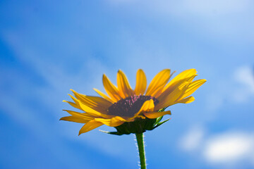 空とひまわり