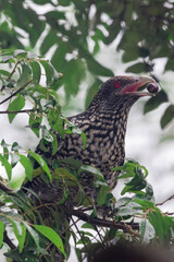 Sri Lankan Koel Female bird