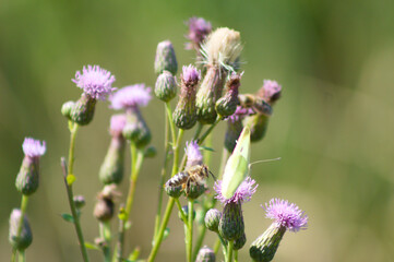 Creeping thistle in bloom close-up with selective focus foreground